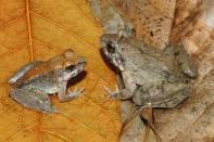 The fanged frog, Limnonectes larvaepartus male (L) and female photographed in the field on Sulawesi Island, Indonesia. Unlike other frogs, Limnonectes larvaepartus from Sulawesi Island, Indonesia, gives birth to tadpoles that are deposited in pools of water. REUTERS/Jimmy A. Mcguire/Handout via Reuters