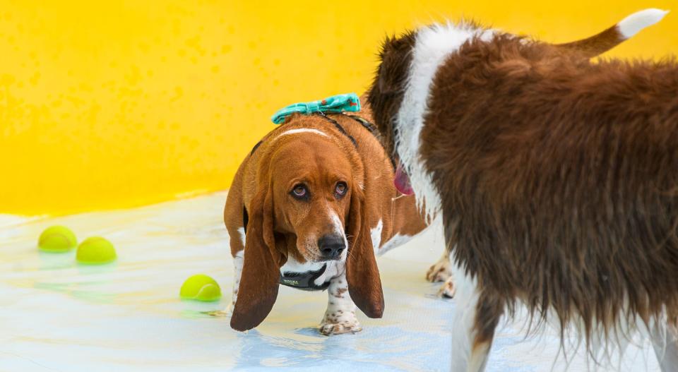 Clary checks out another dog during Drool in the Pool at Mills Pool on Thursday, Aug. 4, 2022.