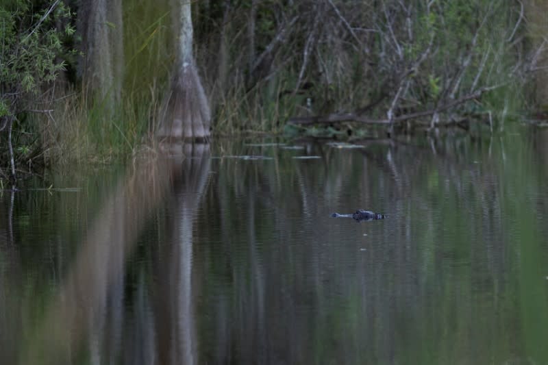 An alligator is seen in the Everglades' swamps near Ochopee