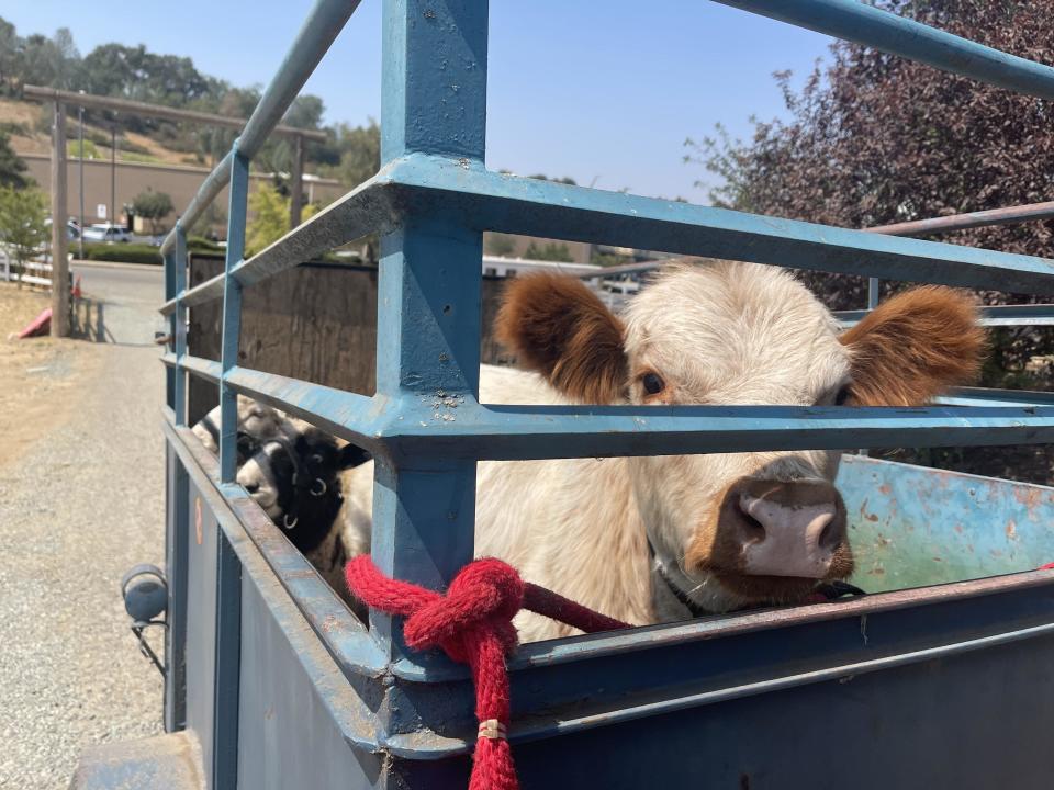 A cow rescued from the Caldor Fire. / Credit: Valerie Anderson/Evacuation Team Amador