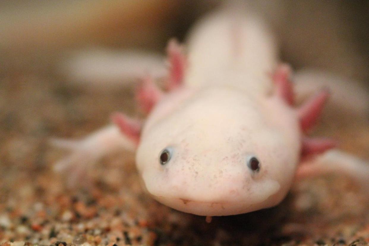 Axolotls are a model organism researchers use to study a variety of topics in biology. <a href="https://flic.kr/p/aE4bnU" rel="nofollow noopener" target="_blank" data-ylk="slk:Ruben Undheim/Flickr;elm:context_link;itc:0;sec:content-canvas" class="link ">Ruben Undheim/Flickr</a>, <a href="http://creativecommons.org/licenses/by-sa/4.0/" rel="nofollow noopener" target="_blank" data-ylk="slk:CC BY-SA;elm:context_link;itc:0;sec:content-canvas" class="link ">CC BY-SA</a>