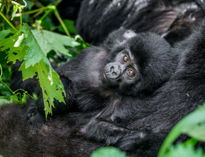 baby gorilla