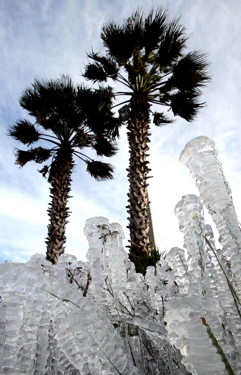 Ice-covered plants are seen in Panama City Beach, Fla. on Tuesday, Jan. 7, 2014. Brutal, record-breaking cold descended on the East and South, sending the mercury plummeting Tuesday. Sprinklers left on overnight created the icy cover. (AP Photo/The News Herald, Andrew Wardlow)