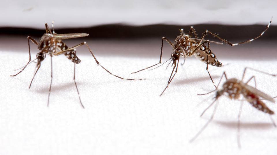 Mosquitos intentando penetrar en el tejido resistente a picotazos desarrollado por la Universidad Estatal de Carolina del Norte.(Crédito imagen: NC State University).