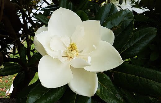 white flowers white flower names