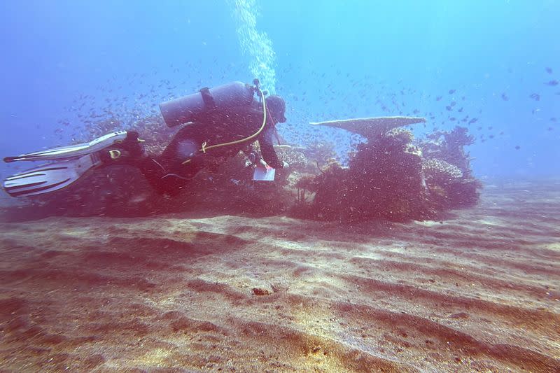 Coral bleaching in Bali