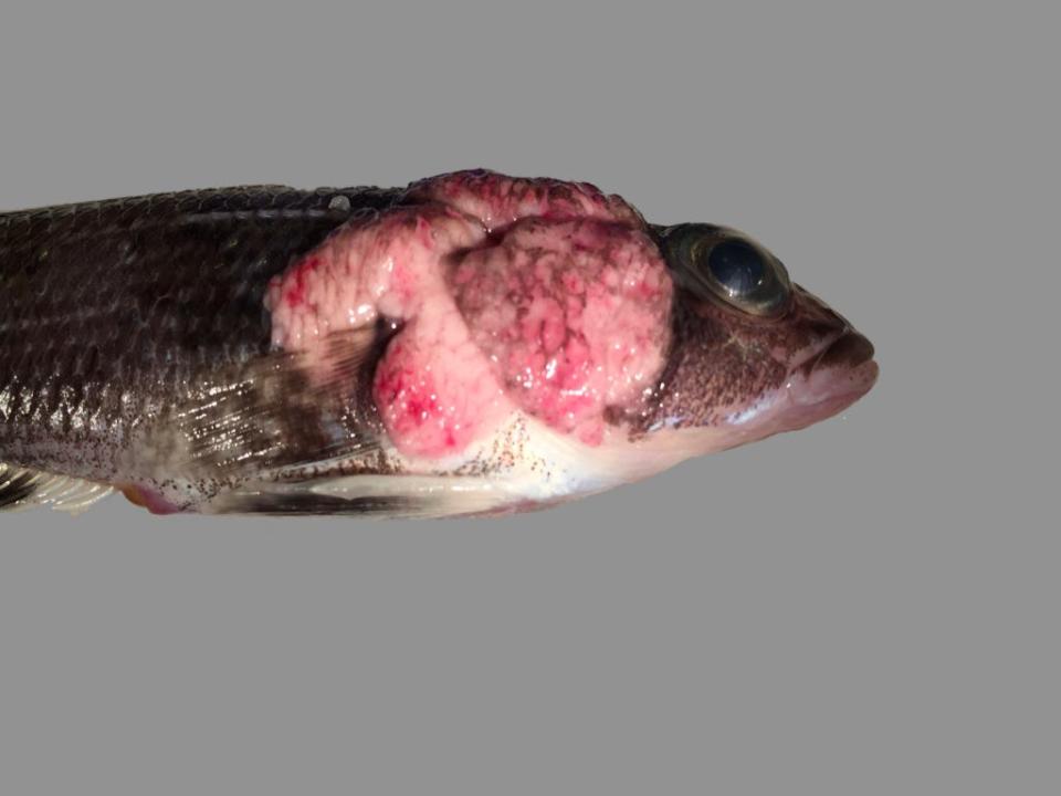 An Antarctic fish called Trematomus scotti infected with Notoxcellia parasites, single-cell pathogens visible as large oval cells within the pink xenoma (tumor-like growth). Collected in Dallman Bay, Antarctica in 2018.
