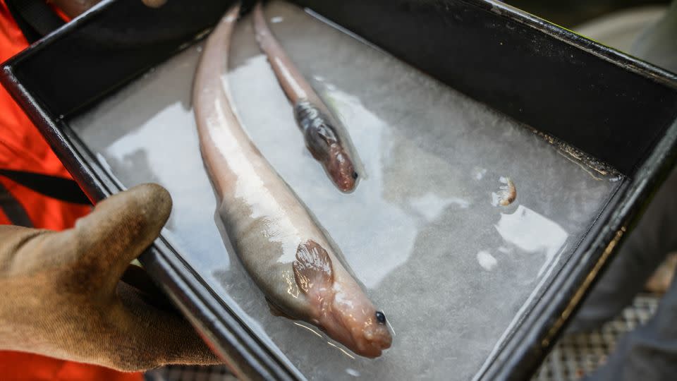 Zwei für die Wissenschaft möglicherweise neue Aale wurden in einer Fischfalle gefangen, die 1,7 Meilen (2.700 Meter) unter der Meeresoberfläche bei Bounty Trough angebracht war.  - Rebekah Pars/Ozeanzählung/NIWA