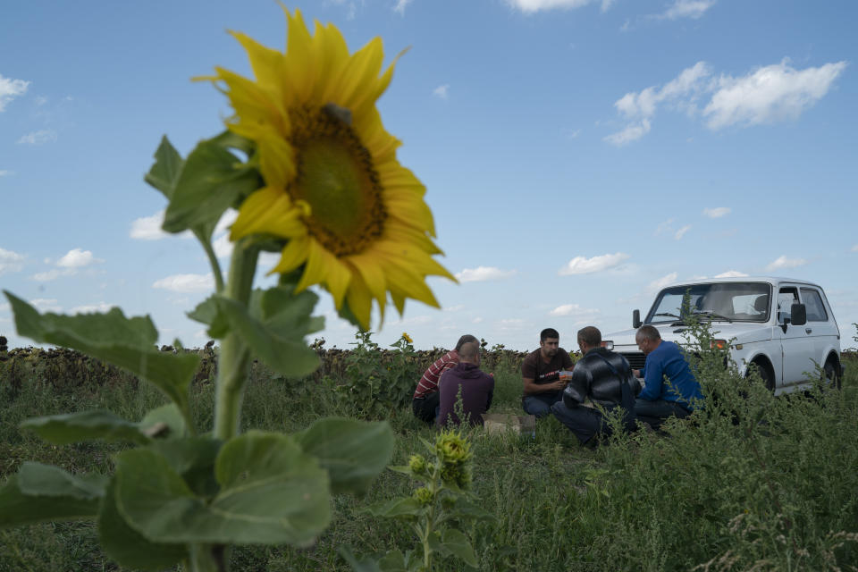 Farm workers take a pause for lunch during the sunflowers harvesting on a field in Donetsk region, eastern Ukraine, Friday, Sept. 9, 2022. (AP Photo/Leo Correa)