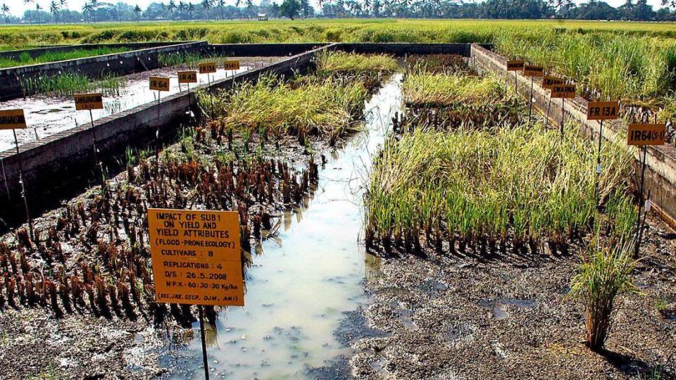 Field where crops are tested for submergence resistance