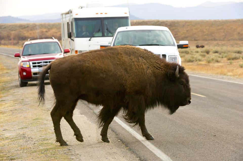 Some explorers may come face-to-face with buffalo crossing the road in Grand Teton National Park.