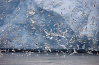 <b>Frozen Planet, BBC One, Wed, 9pm</b><br><b>Episode 4</b><br><br>Mass of seabirds feeding and flying beside glacier front. The run-off from the glacier stirs up the water and brings food to the surface for the kittiwakes and fulmars.