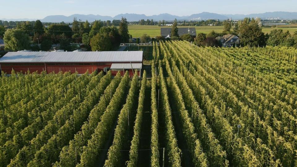 An aerial shot of the hop yard at Barnside Brewing in Delta, B.C.