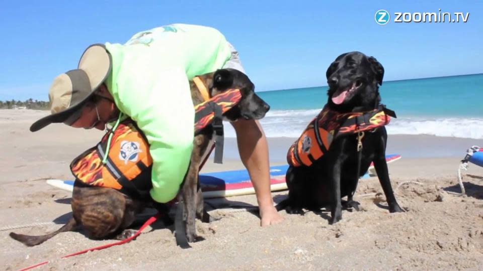 Surfing dogs: catching waves and wagging tails