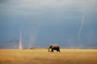 <p>A whirlwind is seen as an elephant and zebras walk through the Amboseli National Park, Kenya. (Reuters) </p>