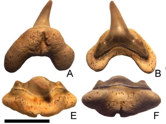 Teeth from the ancient megamouth shark had been found in the 1960s, but no one knew quite what to make of them until now.