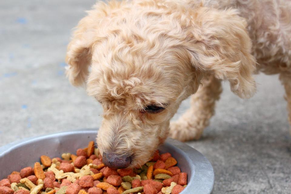 La producción de comida seca para mascotas genera un nivel de emisiones de gases de efecto invernadero equivalente al del 60º país emisor del mundo. <a href="https://www.shutterstock.com/image-photo/dry-food-dog-177594395" rel="nofollow noopener" target="_blank" data-ylk="slk:successo images/Shutterstock;elm:context_link;itc:0;sec:content-canvas" class="link ">successo images/Shutterstock</a>