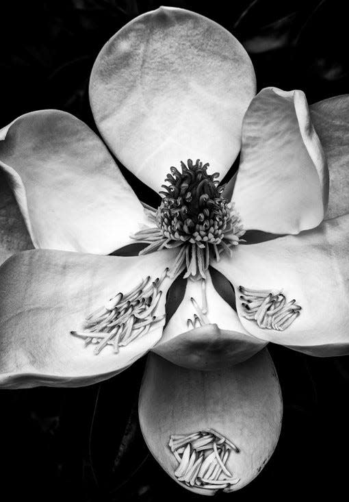 “Magnolia” by NHSPA member Joe Sack, is the featured image for this year’s NH Society of Photographic Artists’ Exhibit and Sale.