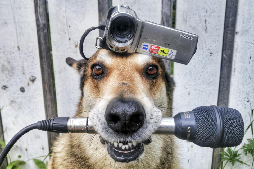 <p>Toby balances a camera on his head with a microphone in his mouth.(Photo: Pat Langer/Caters News) </p>