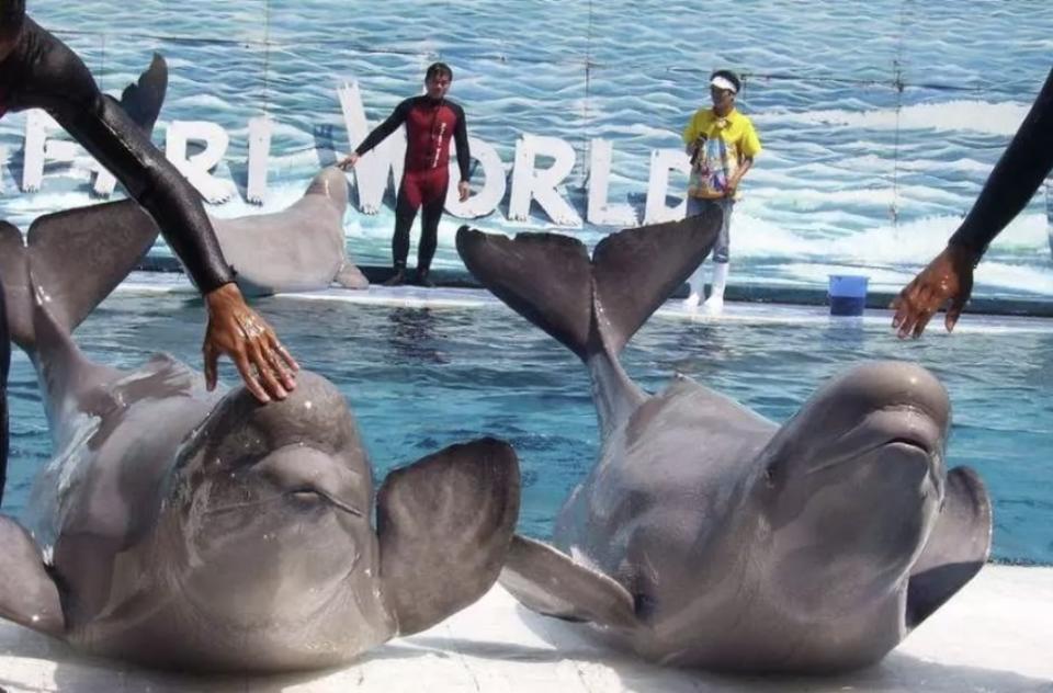 泰國旅遊｜亞洲最大野生動物園「曼谷塞福瑞野生動物園」門票75折優惠！人均$170起暢遊5,000公頃海陸兩大園區＋近距離接觸老虎及長頸鹿