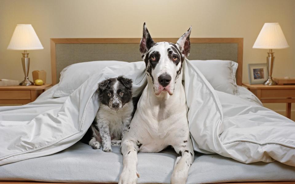 Αγάπη για κουτάβι ή δεν επιτρέπονται τα σκυλιά;  Αυτό είναι το μεγάλο ερώτημα για τους ιδιοκτήτες ξενοδοχείων
