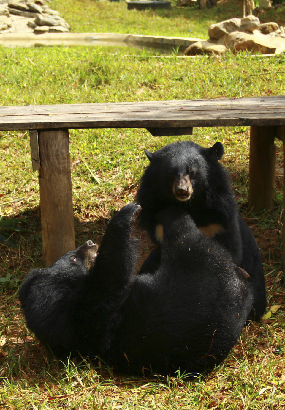 In this photo taken Oct. 29, 2012, two bears play inside an enclosure at the Vietnam Bear Rescue Center in Tam Dao, Vietnam. The bears, some of them blinded or maimed, play behind tall green fences like children at school recess. Rescued from Asia's bear bile trade, they were brought to live in this lush national park, but now they may need saving once more. The future of the $2 million center is in doubt after Vietnam's vice defense minister in July ordered it not to expand further and to find another location, saying the valley is of strategic military interest. Critics allege the park director is urging an eviction because he has a financial stake in a proposed ecotourism venture on park property - accusations he rejects. (AP Photo/Mike Ives)