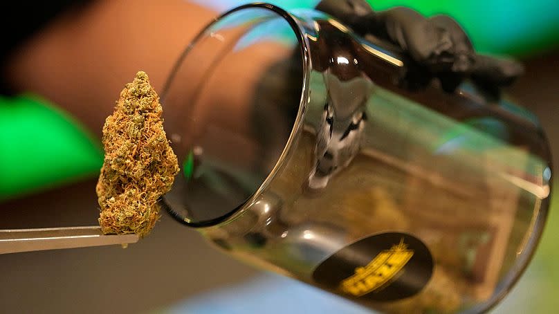 A flower bud of marijuana is prepared for customers at a Dutch passion shop in Bangkok, Thailand, June 2023.