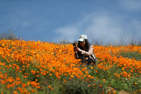 A woman photographs a super bloom of poppies in Lake Elsinore, California, U.S., February 27, 2019. REUTERS/Lucy Nicholson