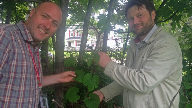 Hops research could aid beer industry