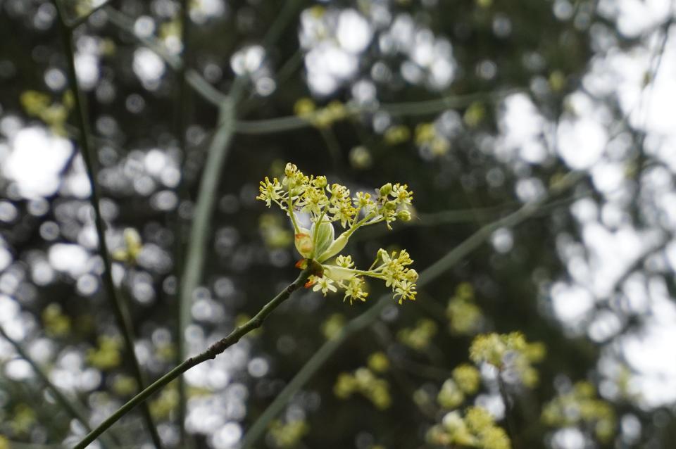 Sassafras has chartreuse-yellow flowers that come out before the entire leaves.