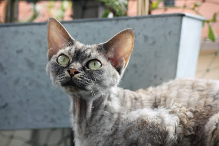 Grey Devon rex cat