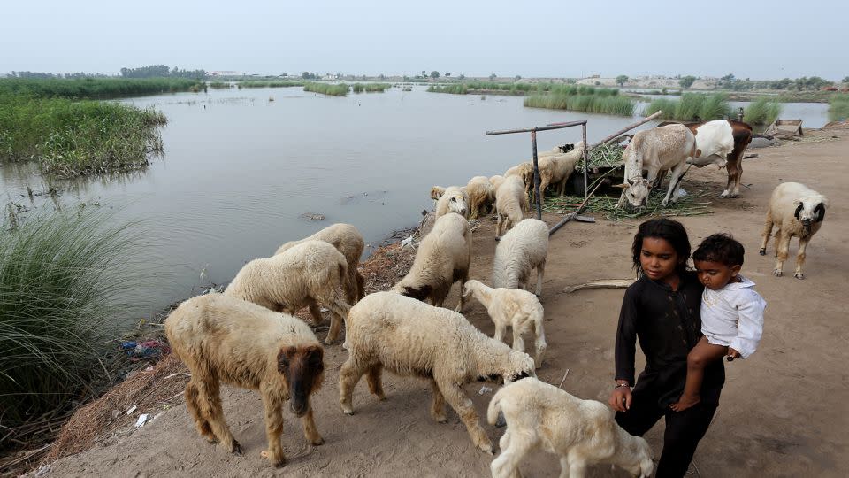 Children play with sheep in a flood-affected area on the outskirts of Multan, Pakistan on July 16, 2023.  - Shahid Saeed Mirza/AFP/Getty Images