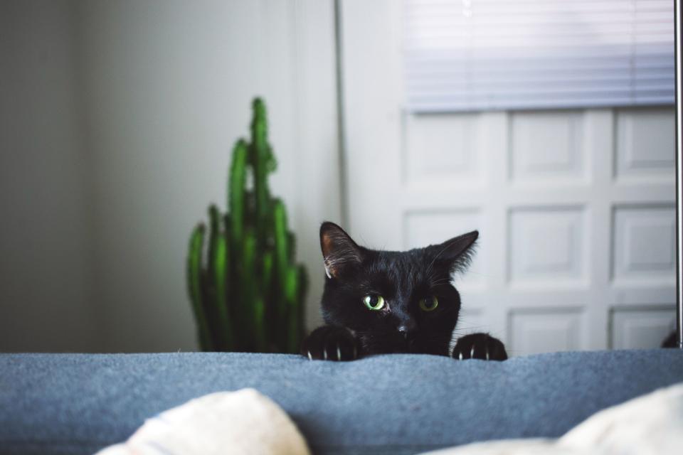 70 Best Black Cat Names That Are Just as Adorable as Your New Kitty