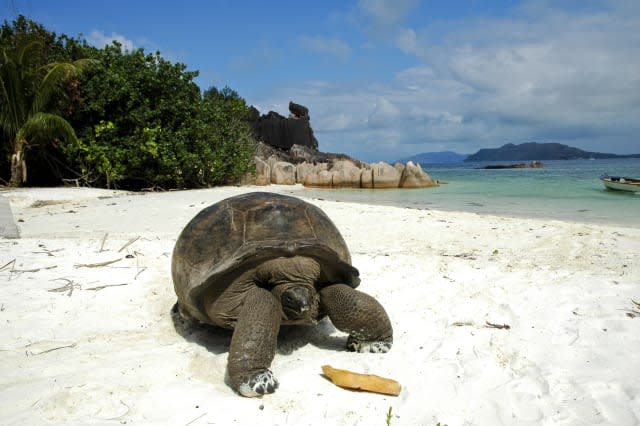 Giant tortoise on beach