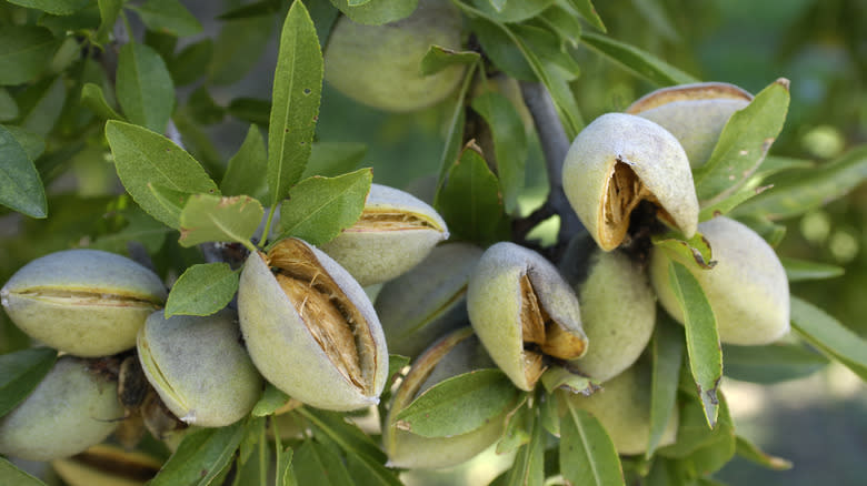 Raw almonds ripening on tree 