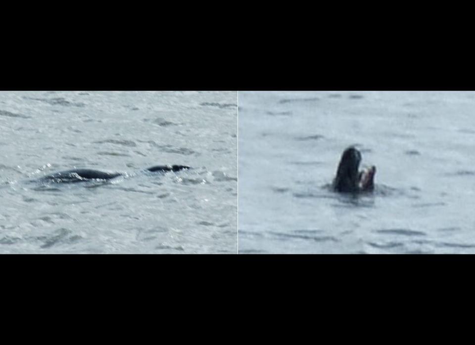 This mysterious shape was captured by photographer Mark Harrison while riding on a ferry off the Seacombe district of Wirral in the United Kingdom on the morning of May 25.  Experts claim that it could be a harbor porpoise or a basking shark, but Harrison says, "Me? Clearly, I believe it's Nessie on her hols!"
