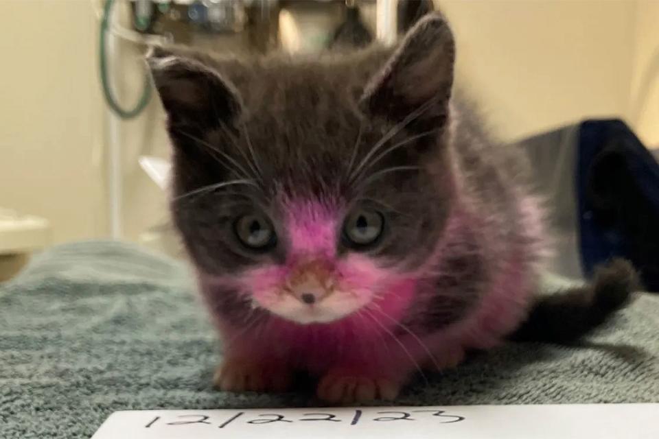 <p>Oregon Humane Society</p> Pink kitten in the care of the Oregon Humane Society