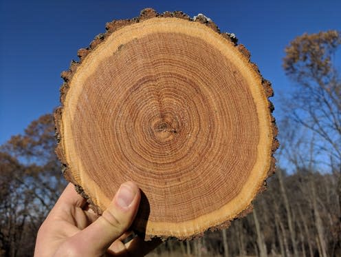 <span class="caption">Tree rings can tell us about periods of drought, warmth and heavy rainfall in the past.</span> <span class="attribution"><a class="link " href="https://commons.wikimedia.org/wiki/File:Cross-section_of_an_Oak_Log_Showing_Growth_Rings.jpg" rel="nofollow noopener" target="_blank" data-ylk="slk:Rbreidbrown/Wikimedia Commons;elm:context_link;itc:0;sec:content-canvas">Rbreidbrown/Wikimedia Commons</a>, <a class="link " href="http://creativecommons.org/licenses/by-sa/4.0/" rel="nofollow noopener" target="_blank" data-ylk="slk:CC BY-SA;elm:context_link;itc:0;sec:content-canvas">CC BY-SA</a></span>