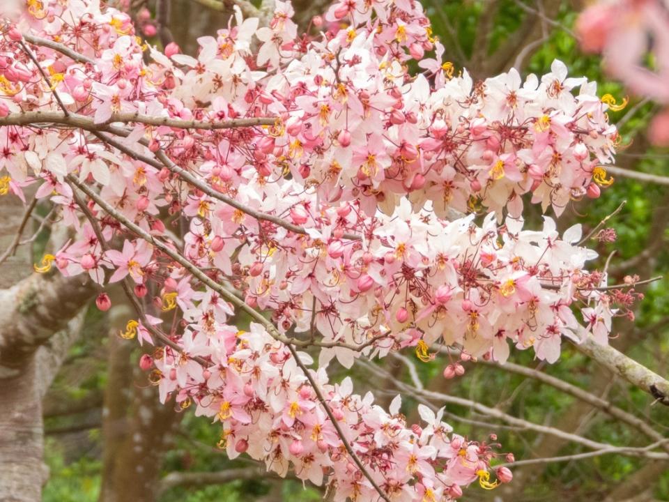 花旗木又被稱為「四月櫻花」。圖/國立暨南國際大學提供