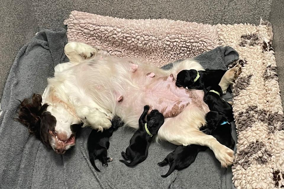 6 newborn puppies that were saved