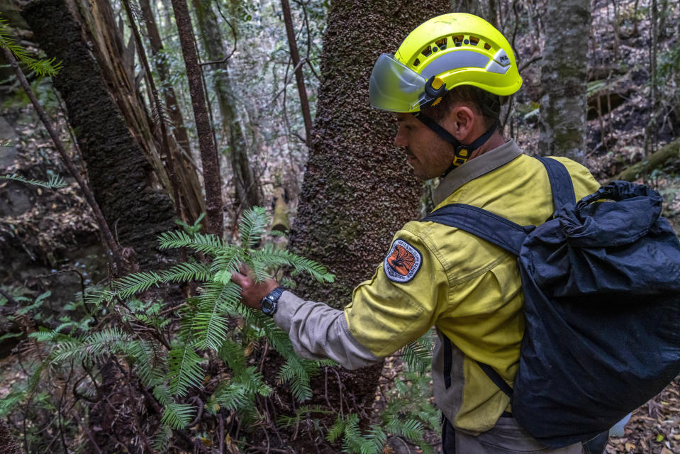 Fotografía tomada a principios de enero 2020 y proporcionada el jueves 16 de enero de 2020 por el Servicio de Parques Nacionales y Vida Silvestre de Nueva Gales del Sur de empleados de la agencia inspeccionando pinos wollemia en el Parque Nacional Wollemi en Nueva Gales del Sur, Australia. (NSW National Parks and Wildfire Service via AP)