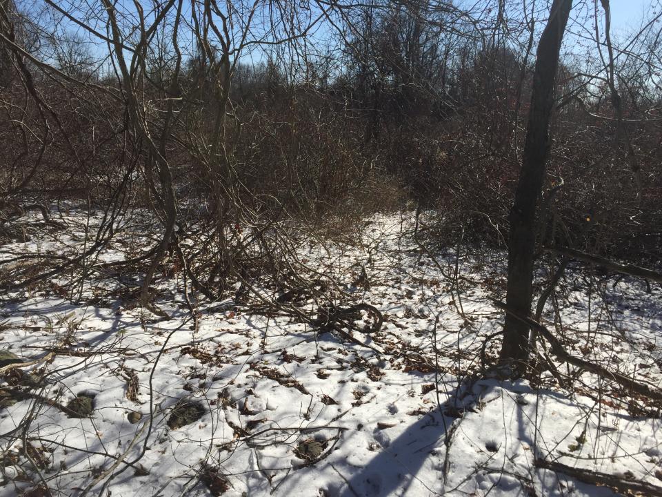 A thick and frayed area of Donald J. Trump State Park’s Indian Hill section. (Photo: Michael Walsh/Yahoo News)