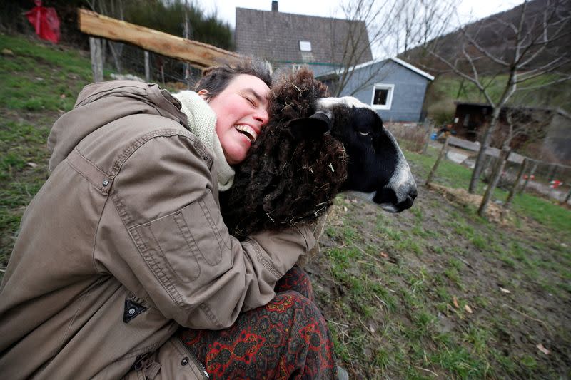 Sheep cuddling in Hattingen near Wuppertal