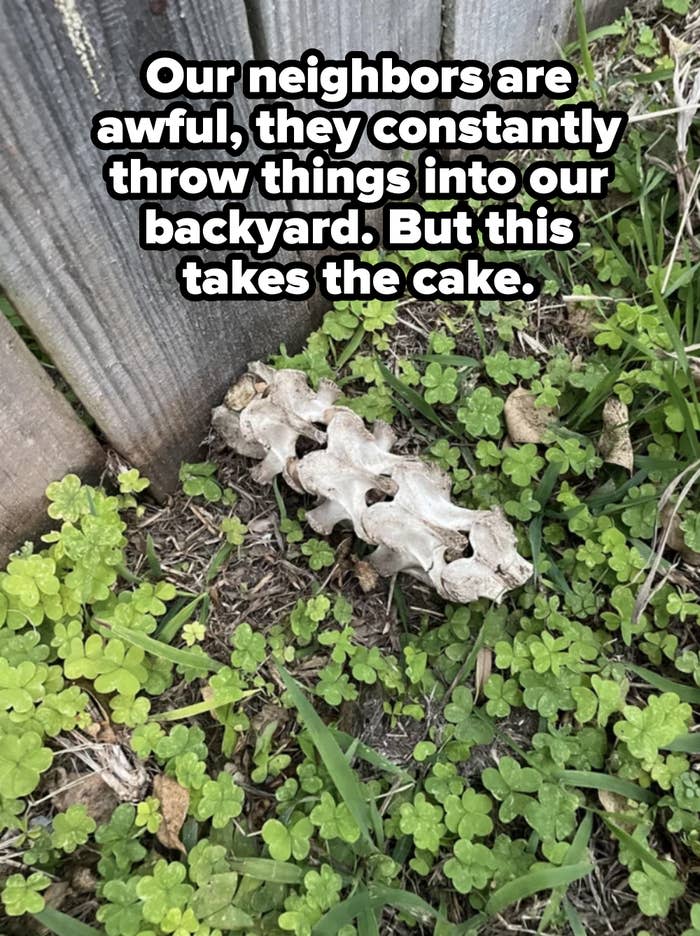 A bone in someone's yard