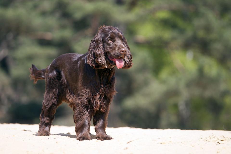 brown dog breeds cocker spaniel