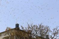 Swarms of locust attack in the residential areas of Jaipur, Rajasthan, Monday, May 25, 2020. More than half of Rajasthans 33 districts are affected by invasion by these crop-munching insects.(Photo by Vishal Bhatnagar/NurPhoto via Getty Images)