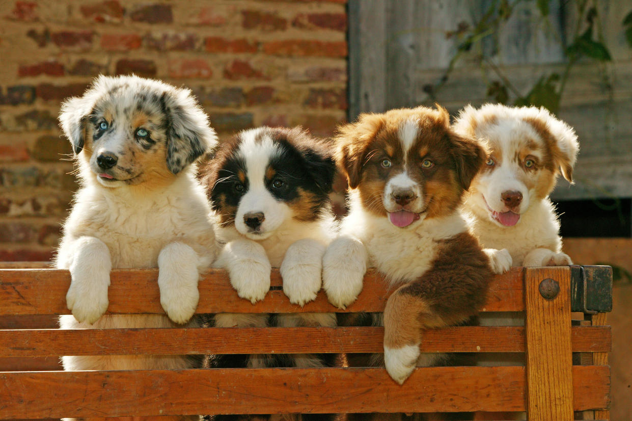 Australian shepherd dogs, Canis familiaris, four puppies leaning on wooden fence. (Photo by: Auscape/Universal Images Group via Getty Images)