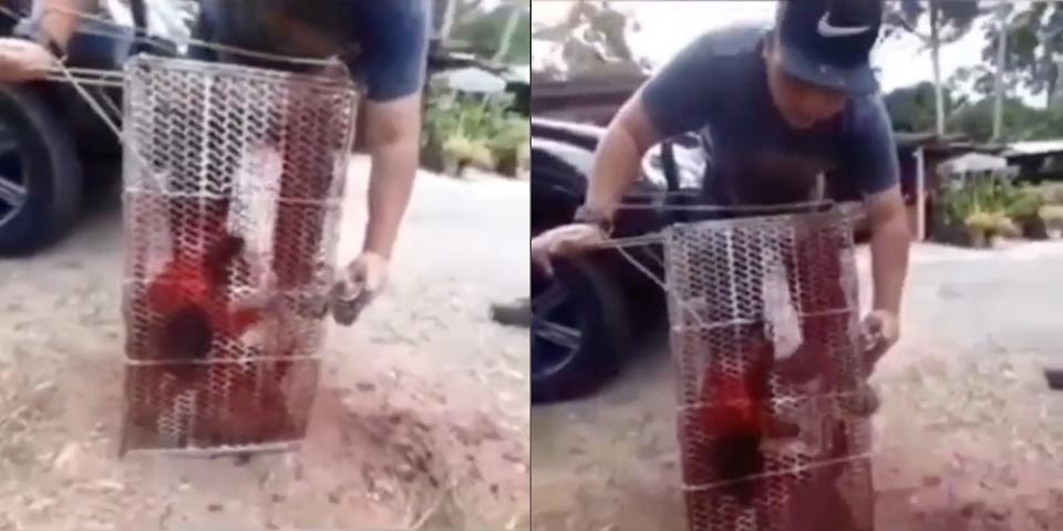 MyAct says this is the fourth case in Malaysia concerning abuse towards monkeys using spray paint.  — Screengrab via Facebook/myactmalaysia