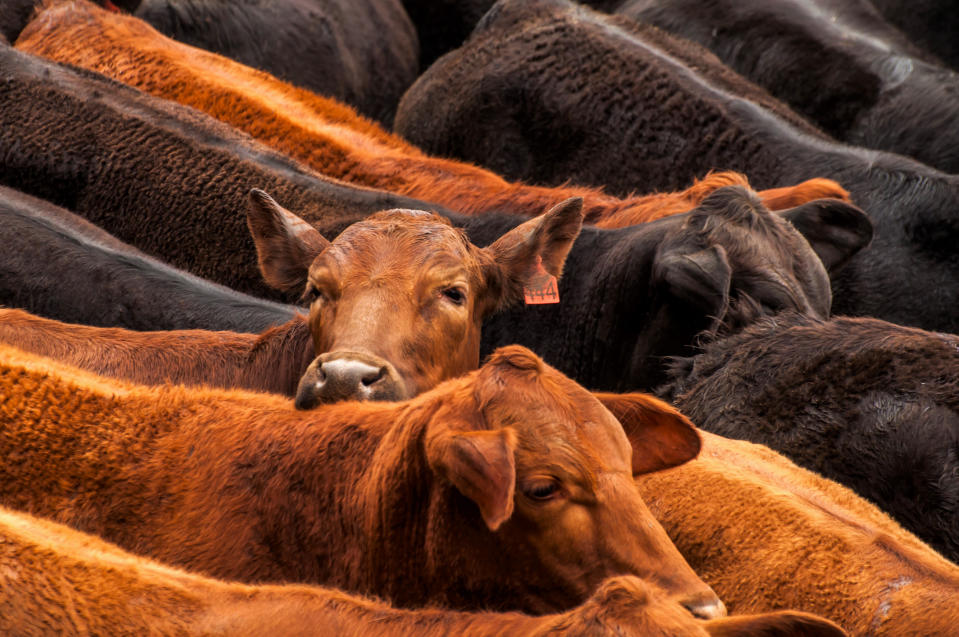 CWD does not appear to naturally infect cattle or other domesticated animals. (Photo via Getty Images)