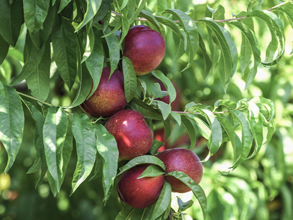 <p><a href="https://www.monrovia.com/garden-delight-miniature-nectarine.html" rel="nofollow noopener" target="_blank" data-ylk="slk:Shop Now;elm:context_link;itc:0;sec:content-canvas" class="link rapid-noclick-resp">Shop Now</a></p><p>Nectarine Tree</p><p>monrovia.com</p><p>$235.00</p><span class="copyright">Courtesy of Monrovia </span>